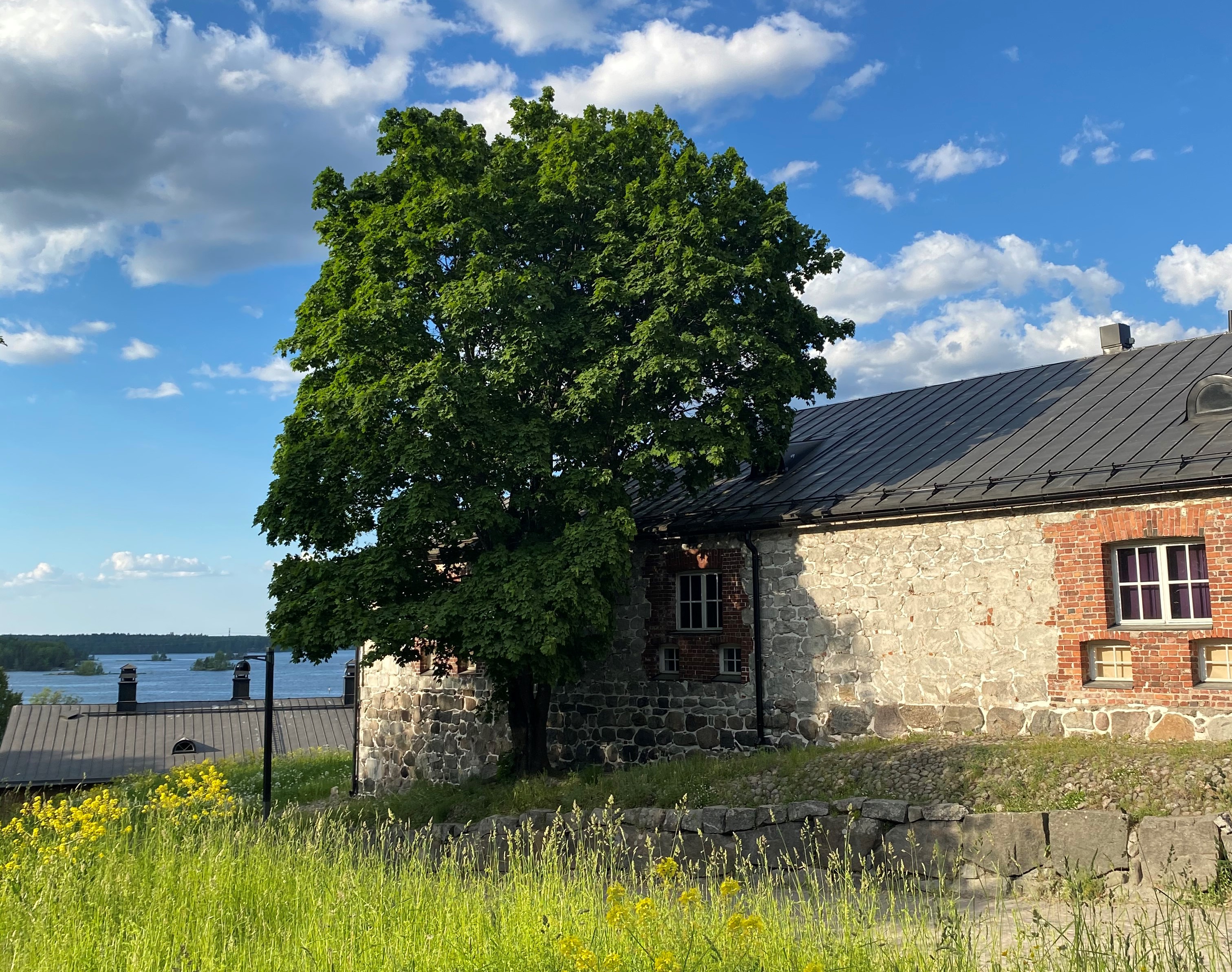 Vaahtera linnoituksessa.